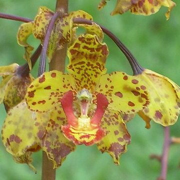 Cyrtopodium lissochiloides unspecified picture