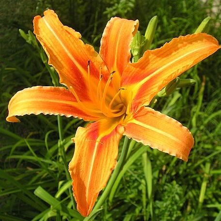 Hemerocallis unspecified picture