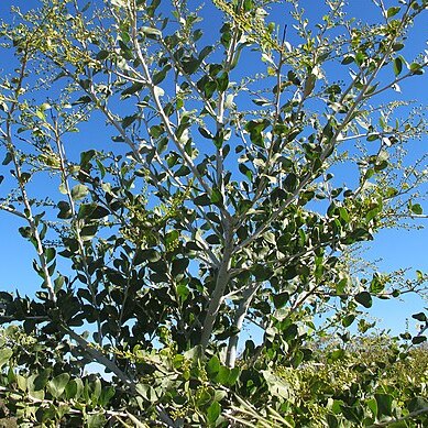 Acacia chartacea unspecified picture