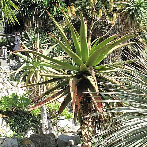 Aloe spectabilis unspecified picture