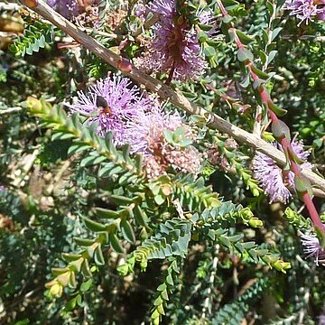 Melaleuca gibbosa unspecified picture