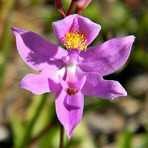 Calopogon barbatus unspecified picture