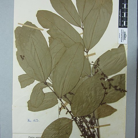 Aglaia samoensis unspecified picture