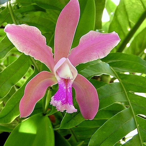 Cattleya sororia unspecified picture