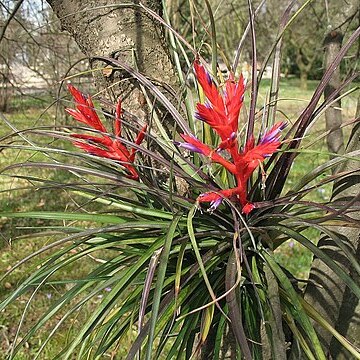 Tillandsia chlorophylla unspecified picture