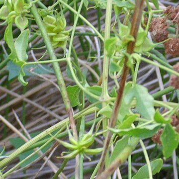 Clematis campaniflora unspecified picture