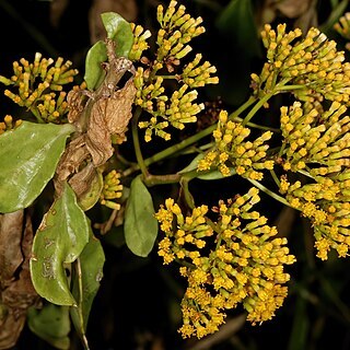 Senecio pleistocephalus unspecified picture