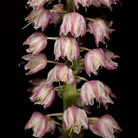 Lachenalia convallarioides unspecified picture