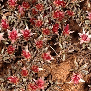 Helichrysum paronychioides unspecified picture