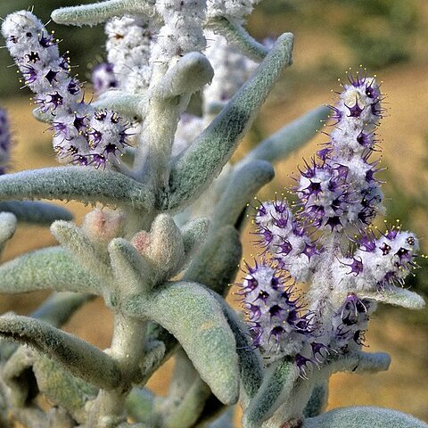 Lachnostachys unspecified picture