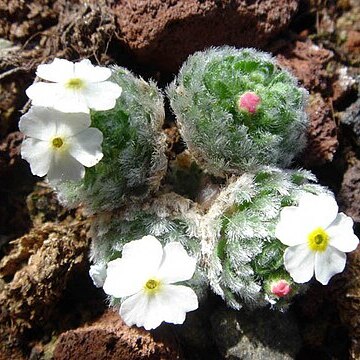 Androsace muscoidea unspecified picture