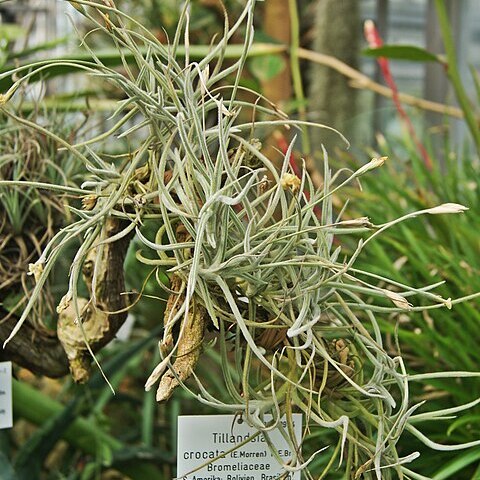 Tillandsia crocata unspecified picture