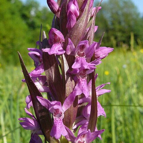 Dactylorhiza x aschersoniana unspecified picture