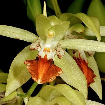 Coelogyne vanoverberghii unspecified picture