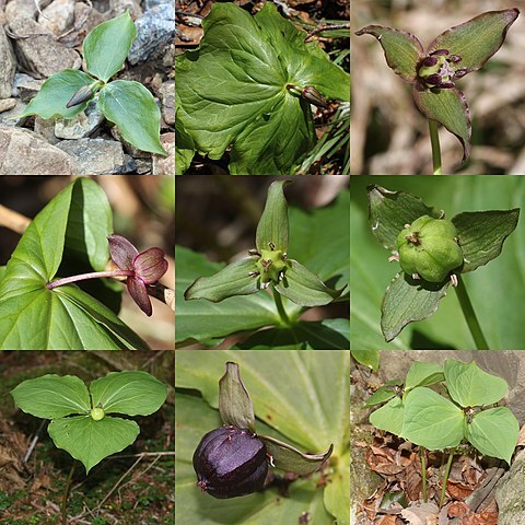 Trillium smallii unspecified picture