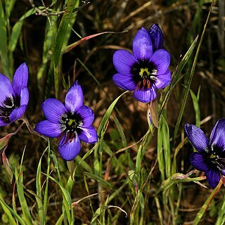 Geissorhiza splendidissima unspecified picture