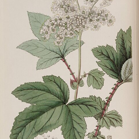 Filipendula vestita unspecified picture