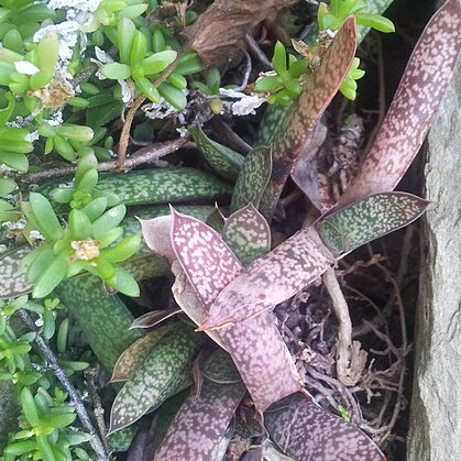 Gasteria doreeniae unspecified picture