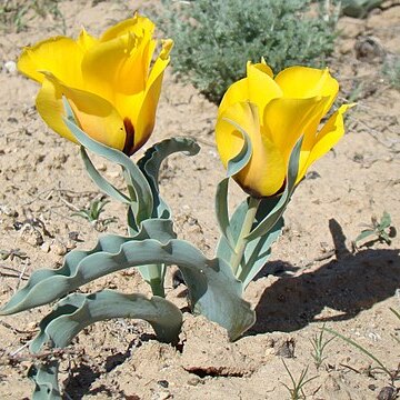 Tulipa borszczowii unspecified picture