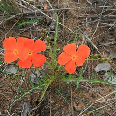 Tricliceras schinzii unspecified picture