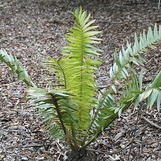 Encephalartos septentrionalis unspecified picture