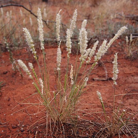 Enneapogon polyphyllus unspecified picture