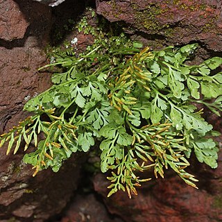 Cryptogramma acrostichoides unspecified picture