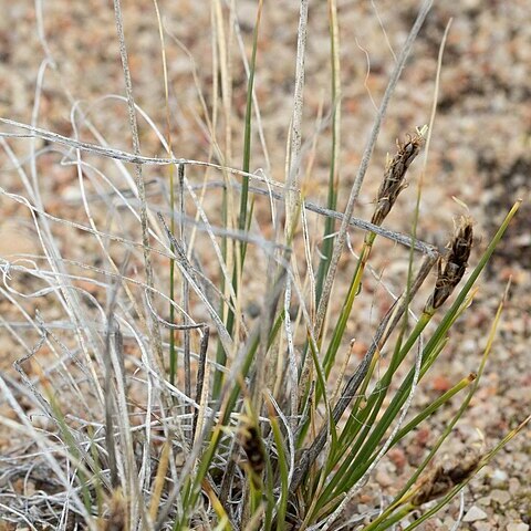 Kobresia sibirica unspecified picture