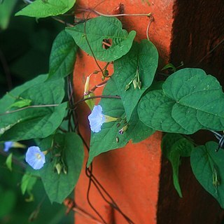 Ipomoea aristolochiifolia unspecified picture