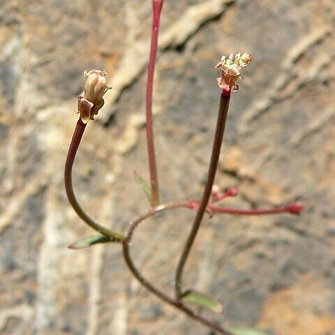 Eremothera chamaenerioides unspecified picture