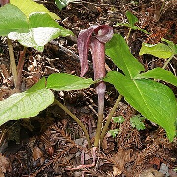 Arisaema ternatipartitum unspecified picture