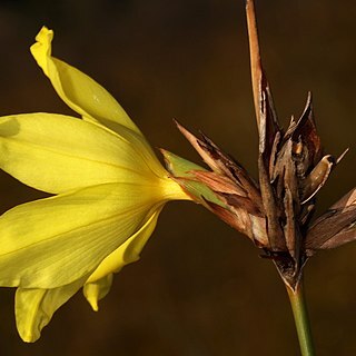 Bobartia macrospatha unspecified picture