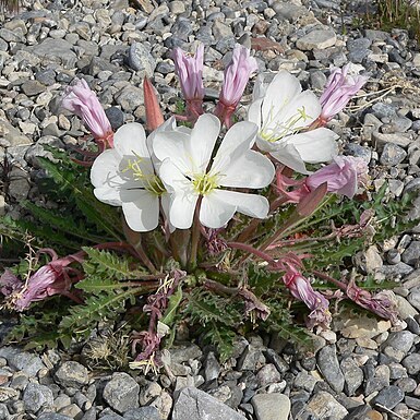 Oenothera cespitosa subsp. marginata unspecified picture