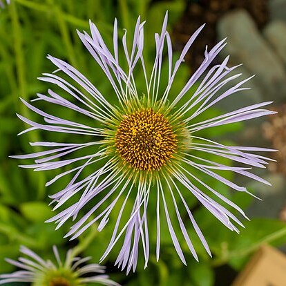 Aster diplostephioides unspecified picture