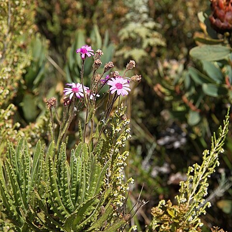 Senecio roseiflorus unspecified picture