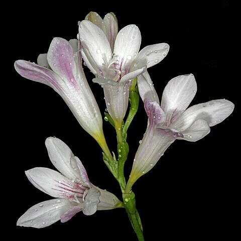 Freesia caryophyllacea unspecified picture