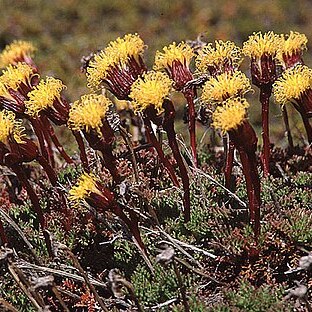 Senecio subdiscoideus unspecified picture