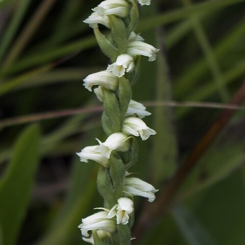 Spiranthes casei unspecified picture