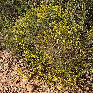 Gutierrezia californica unspecified picture