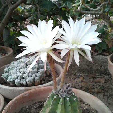 Echinopsis hammerschmidii unspecified picture