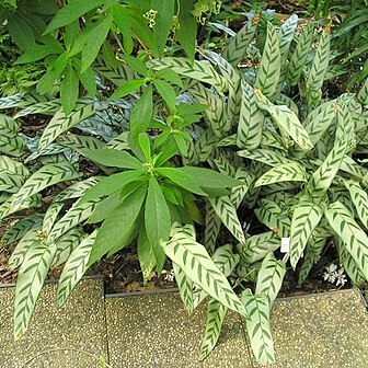 Calathea bachemiana unspecified picture