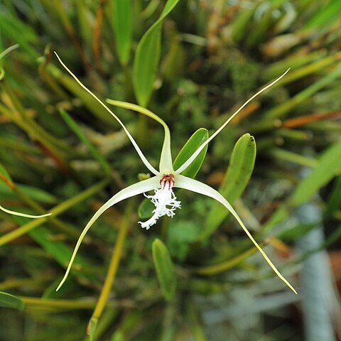 Dendrobium tipuliferum unspecified picture