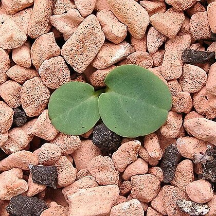 Euphorbia charleswilsoniana unspecified picture