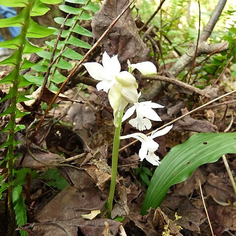 Calanthe discolor var. amamiana unspecified picture