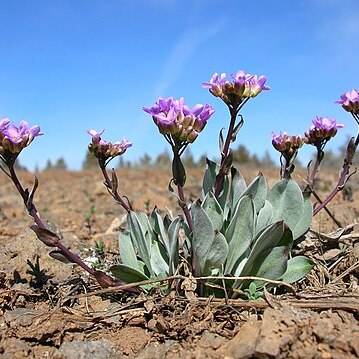 Phoenicaulis cheiranthoides unspecified picture