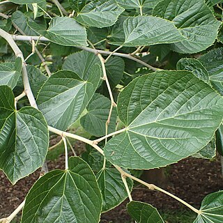 Tilia mandshurica var. megaphylla unspecified picture