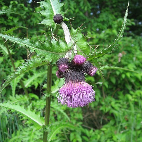 Cirsium borealinipponense unspecified picture