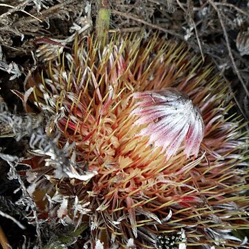 Protea scolopendriifolia unspecified picture