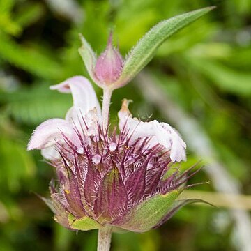 Monarda clinopodioides unspecified picture