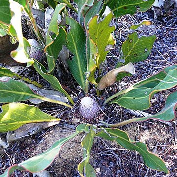 Protea scolopendriifolia unspecified picture